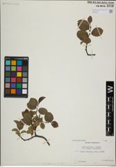 Foto von Salix herbacea L. x Salix lanata L.